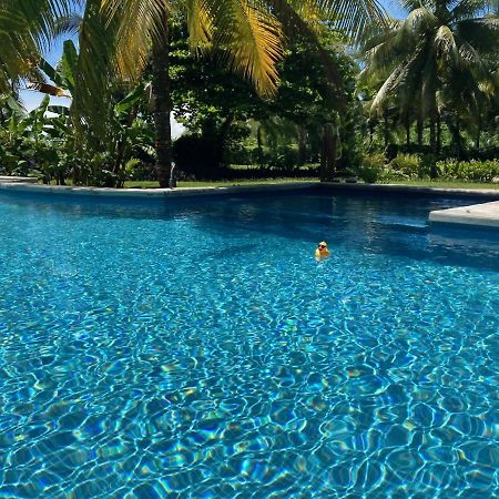 Sand Dollar Beach Bed & Breakfast โบกัสทาวน์ ภายนอก รูปภาพ
